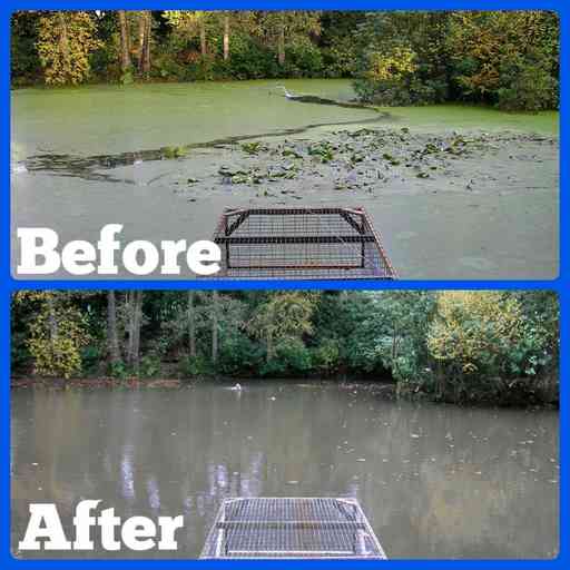 Duckweed removal Specialists in pond and lake management