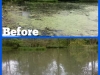 Algae&WeedB&As_(10)
