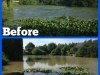 Algae&WeedB&As_(18)
