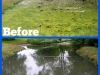 Algae&WeedB&As_(24)