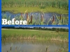 Algae&WeedB&As_(3)