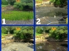 Pond_clean_1.jpg